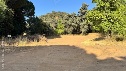 Wide Dirt Road and Open Clearing Surrounded by Dense Trees in Rural Forest Landscape