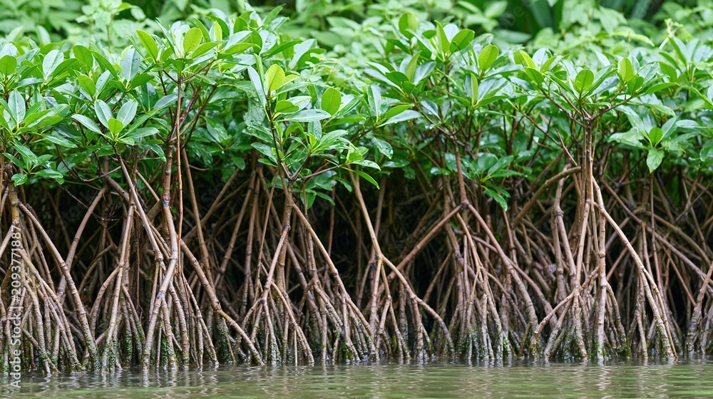 Fototapeta premium Dense Mangrove Forest with Intricate Prop Roots Growing from Water, Coastal Ecosystem