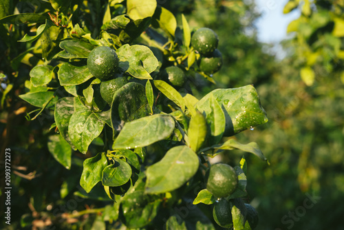 Close-up of unripe green citrus fruits growing on a tree in a sunny garden in Kemer, Antalya, Turkey. Fresh citrus orchard with natural foliage during the summer season.