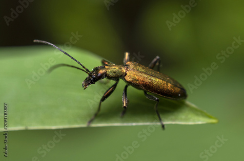 A small bronze-colored beetle is sitting on the edge of a green leaf in the grass.