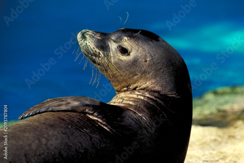 Portrait of a Hawaiian Monk Seal an endangered species