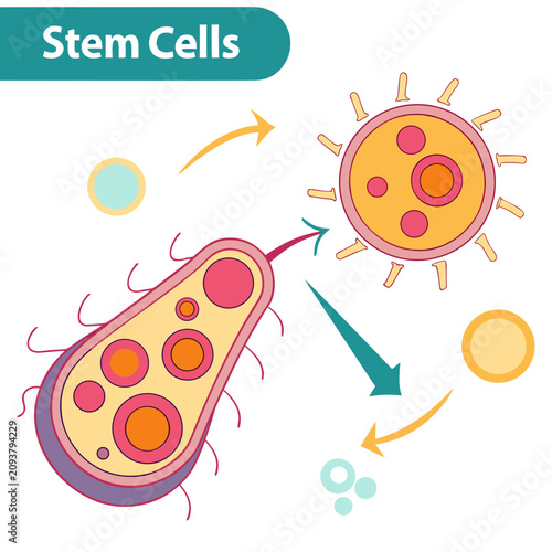 Fotografie Stem cells dividing and transforming into specialized cells