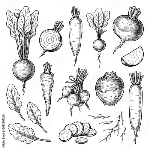 Vector line art sketch of beet, radish, and turnip root vegetable set, isolated on white background