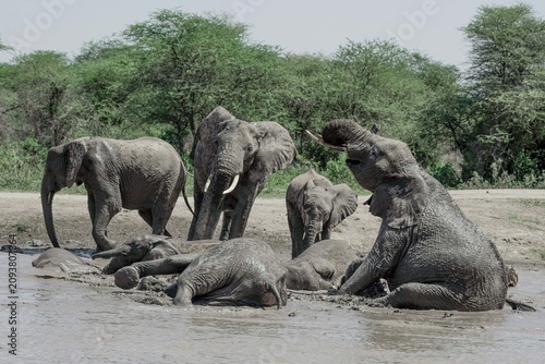 Photography elephants in the water