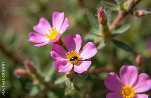 Pink wildflowers with crinkled petals and yellow centers grow on a sunny hillside. A small black beetle rests on one flower stamen. Some buds also visible on the branch.
