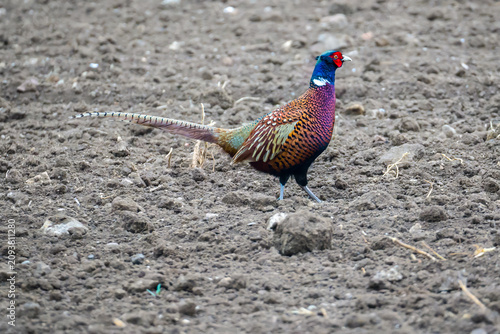 Multicolored pheasant close up on the brown ground