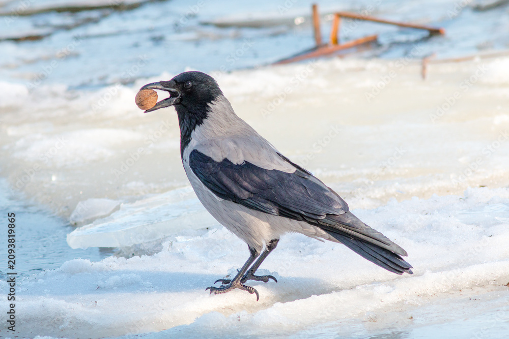 Obraz premium crow on snow