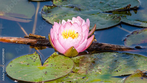Fotografía pink water lily