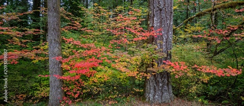 Colorful vine maple growing among fir trees in Silver Falls State Park, Oregon