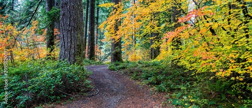 A curved hiking and bicycle trail through Colorful vine maple growing among fir trees in Silver Falls State Park, Oregon