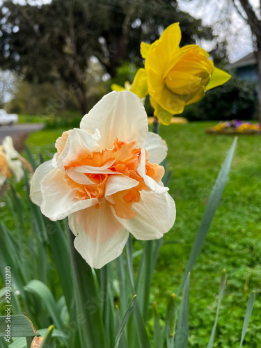 Canvastavla Salmon Daffodil 02