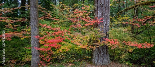 Colorful vine maple growing among fir trees in Silver Falls State Park, Oregon