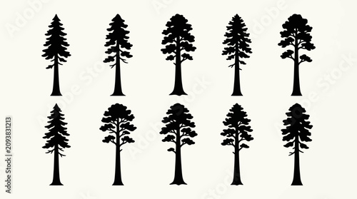 Konstfotografi Collection of evergreen tree silhouettes