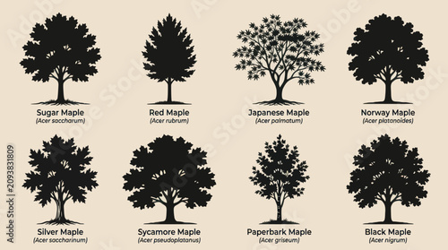 Foto Collection of maple tree silhouettes