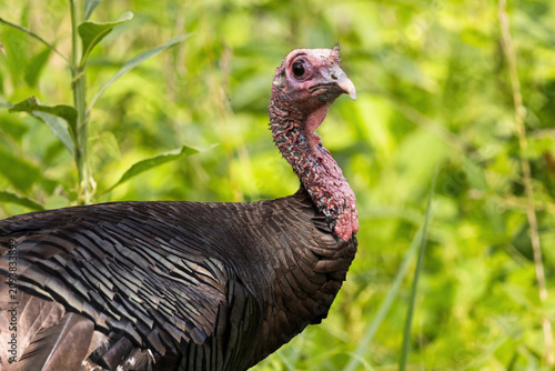 Wild Turkey Bird Forages in Cades Cove Area of Smoky Mountains National Park During Early Morning Hours