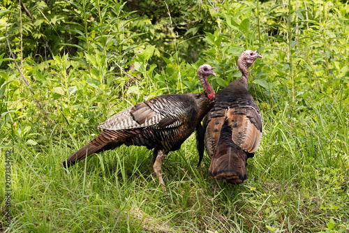 Photography Wild Turkeys Walking in Cades Cove of Smoky Mountains National Park During a Sun