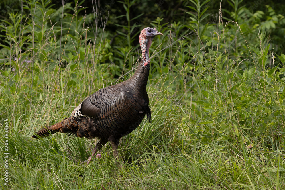 Fototapeta premium Wild Turkey Bird Walks Through Tall Grass in Cades Cove Located in Smoky Mountains National Park During Daylight Hours