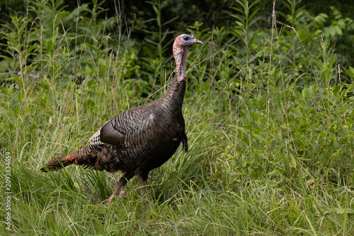 Wild Turkey Bird Walks Through Tall Grass in Cades Cove Located in Smoky Mountains National Park During Daylight Hours