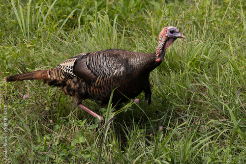 Wild Turkey Walks Through Grass in Cades Cove During Daytime in Smoky Mountains National Park