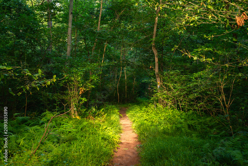 Boone Trail at French Creek State Park