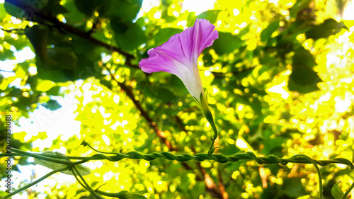 Obraz na płótnie Purple morning glory flower blooming on a twisted vine against a glowing green b
