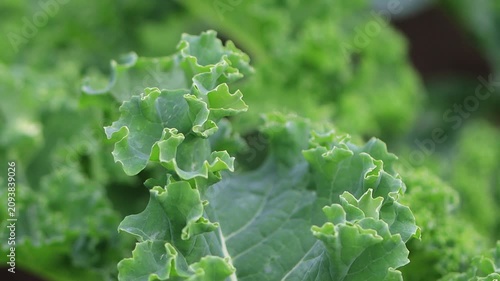 A succulent kale leaf flutters gently in the breeze; juicy green kale in autumn, Brassica oleracea var. sabellica; harvest in autumn, harvest time, healthy vegetable, Brassica oleracea var. sabellica