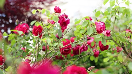 Close-up of vibrant red roses blooming in a lush garden, gently swaying in a light summer breeze. Soft bokeh and shallow depth of field create a romantic atmosphere, highlighting delicate petals