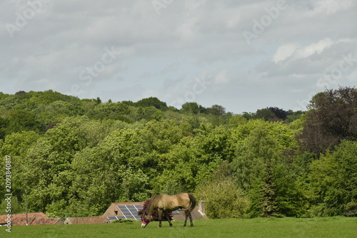 Bild auf Leinwand Cheval solitaire broutant l'herbe près d'un bois à Genappe (Nivelles)