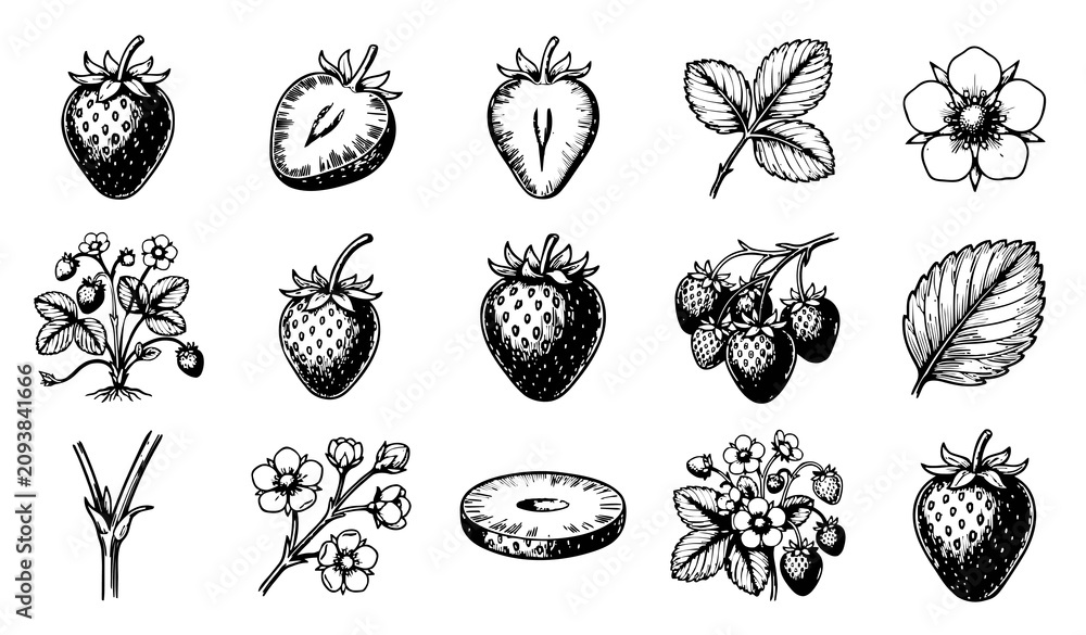 Fototapeta premium Vintage Strawberry Botanical Illustration Collection with Flowers Leaves Fruits and Hand Drawn Sketch Elements