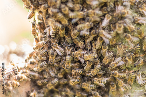 Honeybee Swarm Clustered on Tree Trunk