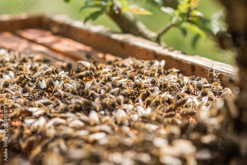 Foto Swarm of Bees Covering Honeycomb Frames ? Summer Beekeeping