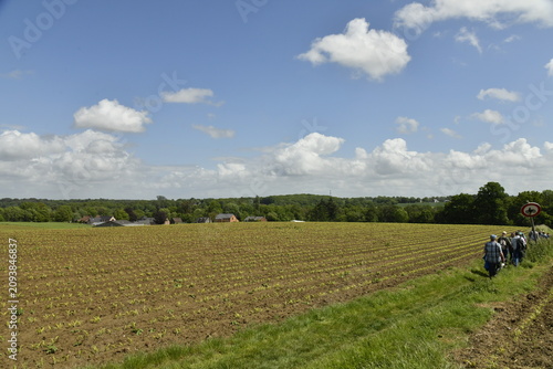Quadro su tela Champ à peine semé au printemps sous des cumulus de beau temps à Genappe (Nivell