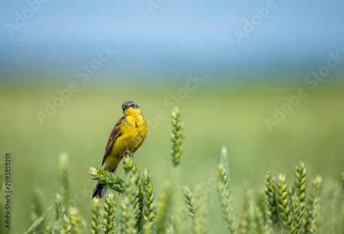 Male Citrine Wagtail bird sitting on a field with ears of corn on a sunny sum...