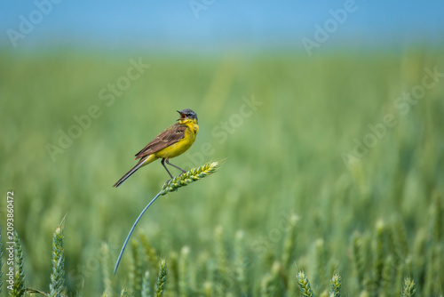 A male Citrine Wagtail bird sits on a field with ears of corn on a sunny summ...