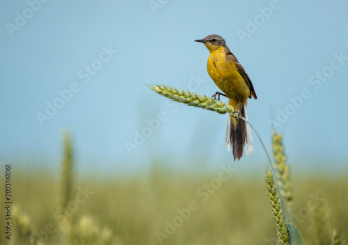 Male Citrine Wagtail bird sitting on a field with ears of corn on a sunny sum...
