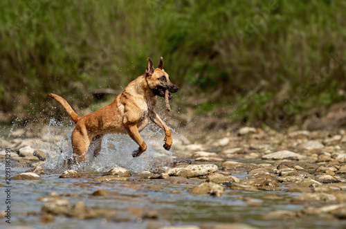 Fotografie Active Belgian Malinois dog running along the rocky bank of a mountain river in