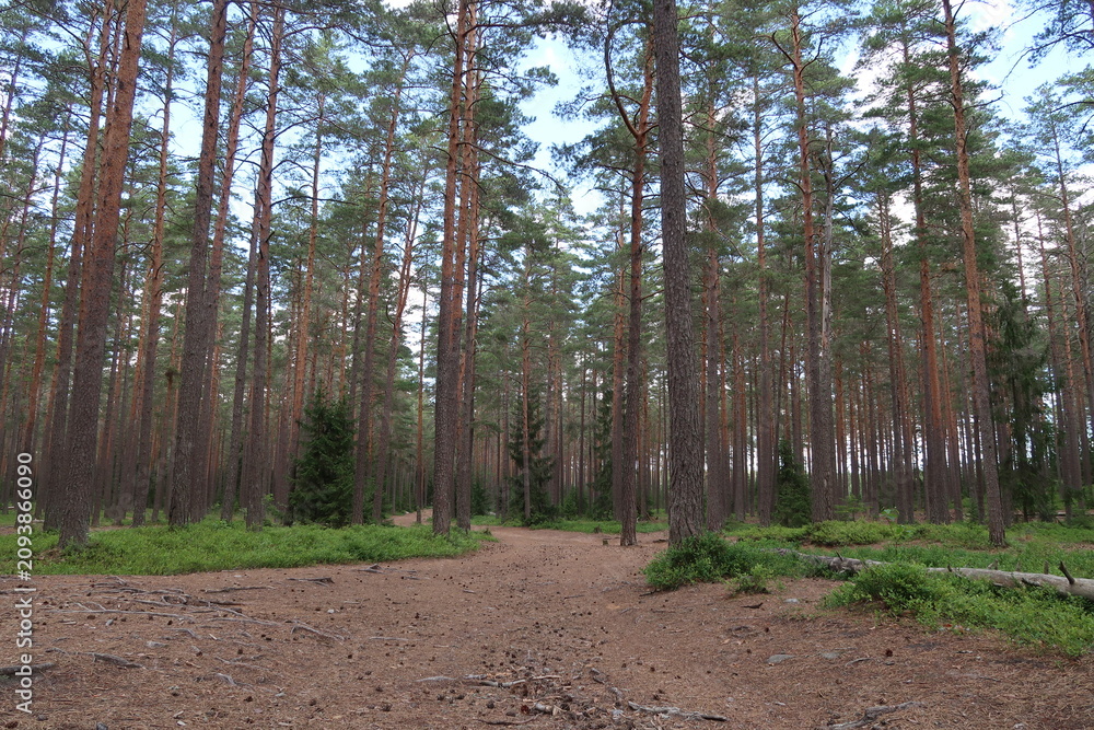 Fototapeta premium Sunlit Forest in Erstavikens Nature Reserve Near Stockholm, Sweden