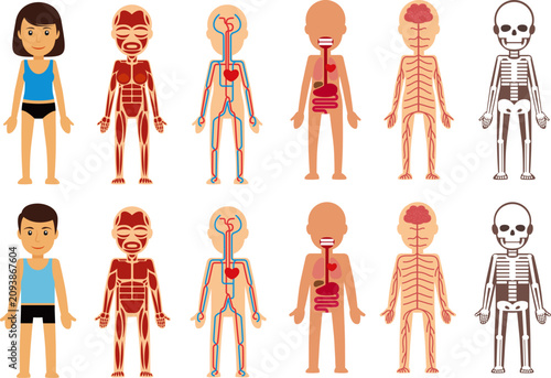Set of male and female human anatomy illustrations showing external body, skeleton, muscles, circulatory, nervous and digestive systems on white background.