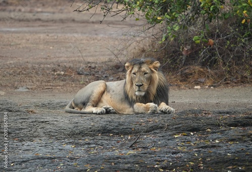 Quadro su tela Asiatic Lion Resting in Gir National Park, Gujarat, India
