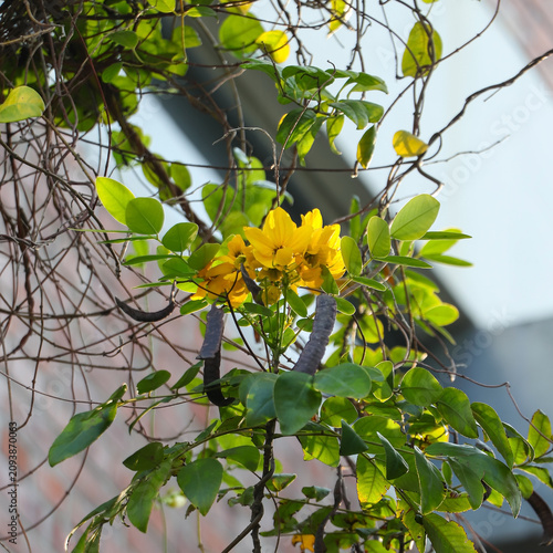Beautiful cluster of yellow Scrambled Egg Bush blossoms and dark seed pods growing under natural sunlight, ideal for botanical concepts.