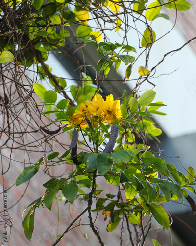 Beautiful cluster of yellow Scrambled Egg Bush blossoms and dark seed pods growing under natural sunlight, ideal for botanical concepts.