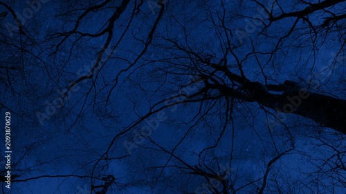Passing Under Bare Trees In Snowfall At Night
