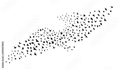Foto Flying bird migration silhouette collection with scattered flock vector illustra