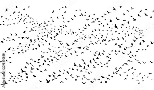 Foto Migrating bird silhouette vector with massive flock flying across white backgrou