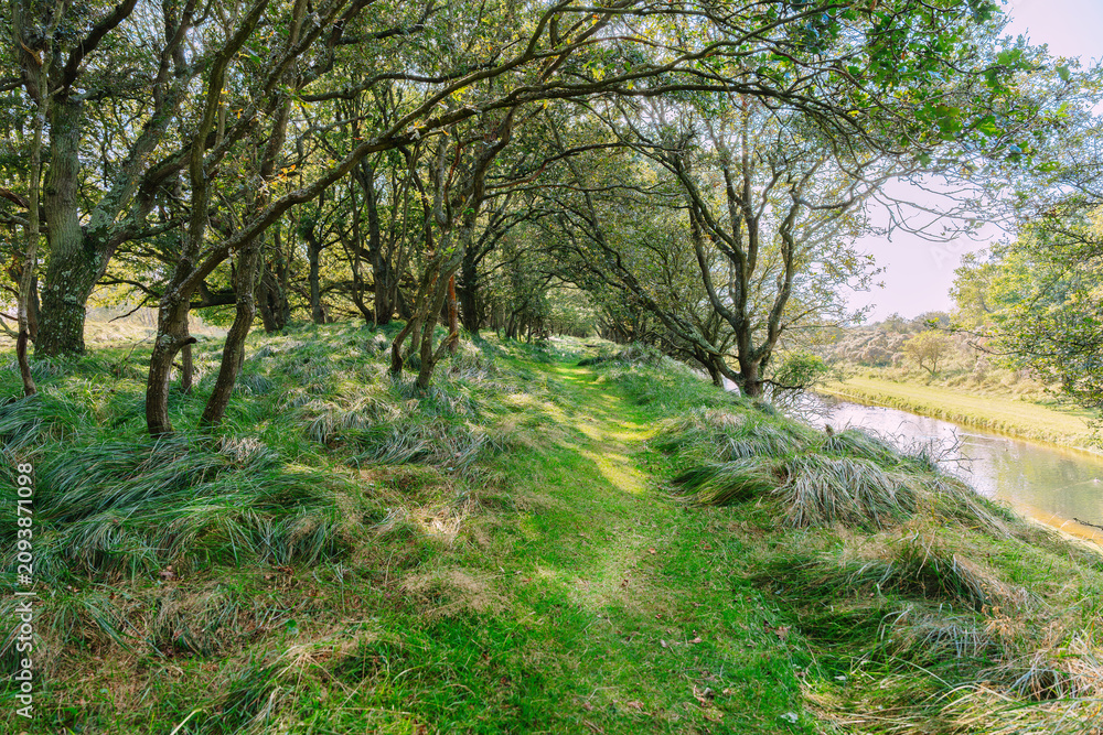 Fototapeta premium Forest Path Beside Quiet River Under Tree Canopy