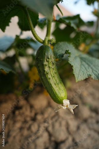 Canvastavla Cucumber
Plant
An annual herbaceous plant, a species of the genus *Cucumis* in the gourd family (Cucurbitaceae), and a vegetable crop