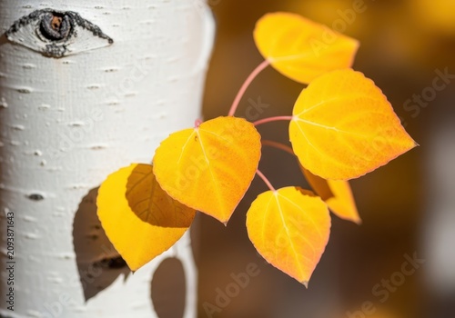 Vibrant golden aspen leaves shimmer in the autumn breeze, their heart-shaped foliage glowing against a backdrop of pale white tree bark, environment, forest, outdoors