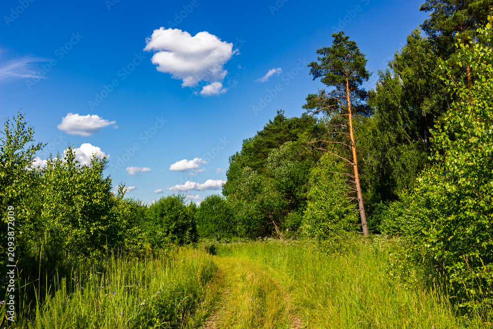 Fototapeta premium Tall pine tree standing over a scenic woodland trail in a lush summer forest under a bright blue sky with fluffy white clouds on a sunny day