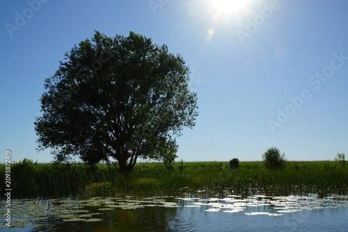 lake and trees