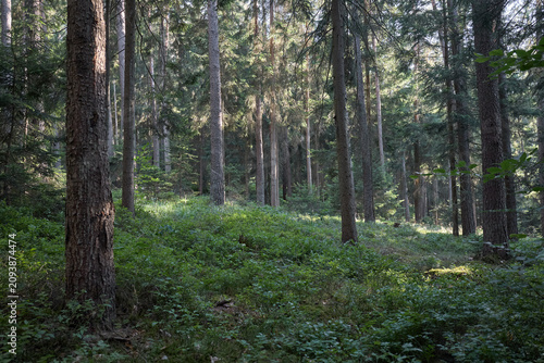 Sunlight filters through a dense forest canopy onto a lush undergrowth of green plants